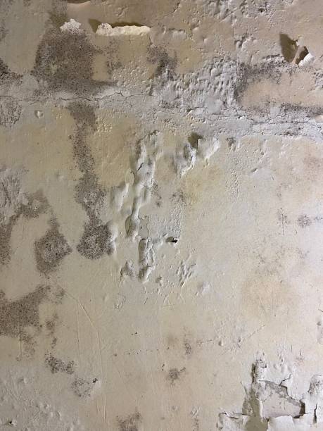 Best Basement Mold Remediation in Pompton Plains, NJ